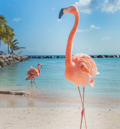 buceo_05 Flamingo